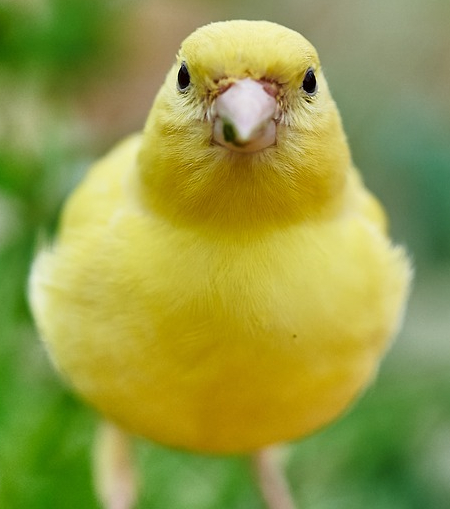 Canary